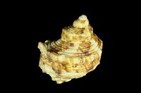 藏品(金口蠑螺)的圖片